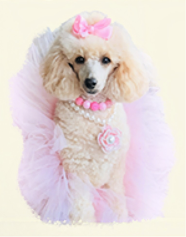 White poodle with pink bow